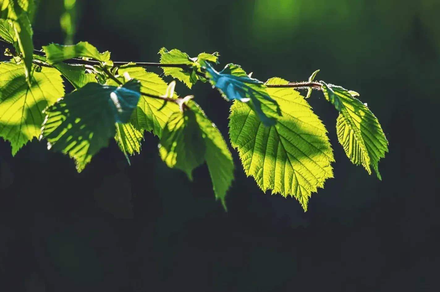 Sustainability Image
